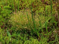 Isolepis setacea 11, Borstelbies, Saxifraga-Hans Boll