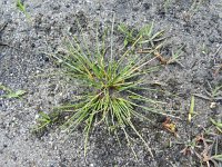 Isolepis setacea 13, Borstelbies, Saxifraga-Rutger Barendse