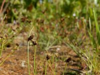 Isolepis setacea 14, Borstelbies, Saxifraga-Ed Stikvoort