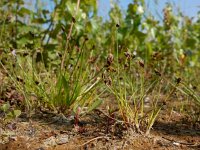 Isolepis setacea 15, Borstelbies, Saxifraga-Ed Stikvoort