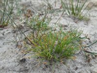 Isolepis setacea 16, Borstelbies, Saxifraga-Ed Stikvoort