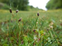 Isolepis setacea 17, Borstelbies, Saxifraga-Ed Stikvoort