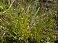 Isolepis setacea 2, Borstelbies, Saxifraga-Willem van Kruijsbergen