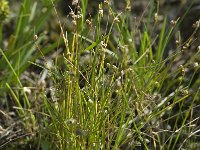 Isolepis setacea 3, Borstelbies, Saxifraga-Willem van Kruijsbergen