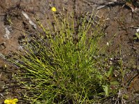 Isolepis setacea 4, Borstelbies, Saxifraga-Peter Meininger