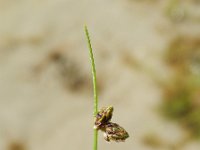 Isolepis setacea 8, Borstelbies, Saxifraga-Rutger Barendse