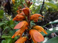 Isoplexis canariensis 6, Saxifraga-Ed Stikvoort