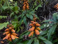 Isoplexis canariensis 8, Saxifraga-Ed Stikvoort