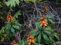 Isoplexis canariensis 9, Saxifraga-Ed Stikvoort