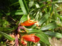 Isoplexis chalcantha 2, Saxifraga-Rutger Barendse