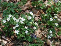 Isopyrum thalictroides 2, Saxifraga-Jasenka Topic