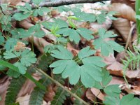 Isopyrum thalictroides 3, Saxifraga-Rutger Barendse