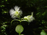 Oberna multifida 4, Saxifraga-Ed Stikvoort