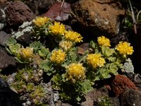 Odontarrhena gehamensis 2, Saxifraga-Ed Stikvoort