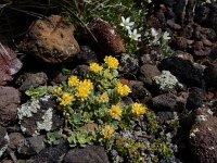 Odontarrhena gehamensis 3, Saxifraga-Ed Stikvoort