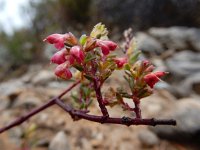 Odontites bolligeri 2, Saxifraga-Ed Stikvoort