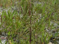 Odontites luteus 2, Saxifraga-Rutger Barendse