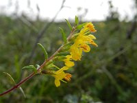 Odontites luteus 3, Saxifraga-Rutger Barendse