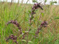 Odontites vernus ssp littoreus 3, Saxifraga-Rutger Barendse