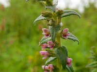 Odontites vernus ssp serotinus 11, Rode ogentroost, Saxifraga-Ed Stikvoort