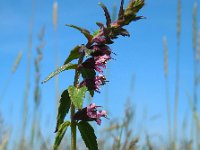 Odontites vernus ssp serotinus 14, Rode ogentroost, Saxifraga-Ed Stikvoort