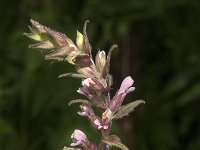 Odontites vernus ssp serotinus 7, Rode ogentroost, Saxifraga-Jan van der Straaten