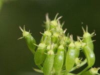 Oenanthe aquatica 10, Watertorkruid, Saxifraga-Rutger Barendse