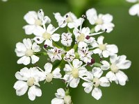 Oenanthe aquatica 13, Watertorkruid, Saxifraga-Sonja Bouwman  906. Watertorkruid - Oenanthe aquatica - Apiaceae familie (i)