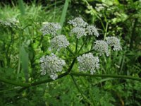 Oenanthe aquatica 2, Watertorkruid, Saxifraga-Rutger Barendse