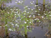 Oenanthe aquatica 4, Watertorkruid, Saxifraga-Peter Meininger