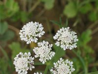 Oenanthe aquatica 8, Watertorkruid, Saxifraga-Jasenka Topic