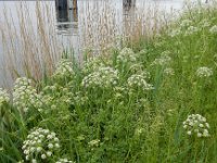 Oenanthe crocata 14, Dodemansvingers, Saxifraga-Ed Stikvoort