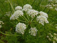 Oenanthe crocata 15, Dodemansvingers, Saxifraga-Ed Stikvoort