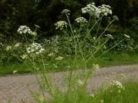 Oenanthe crocata 16 Dodemansvingers, Saxifraga-Ed Stikvoort