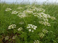 Oenanthe crocata 17, Dodemansvingers, Saxifraga-Ed Stikvoort