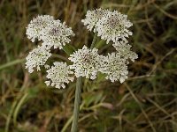 Oenanthe crocata 2, Dodemansvinger, Saxifraga-Jan van der Straaten