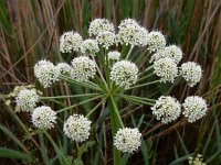 Oenanthe crocata 20, Dodemansvingers, Saxifraga-Ed Stikvoort