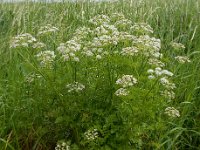 Oenanthe crocata 21, Dodemansvingers, Saxifraga-Ed Stikvoort