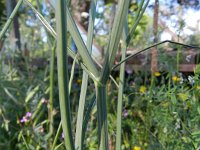 Oenanthe crocata 9, Dodemansvinger, Saxifraga-Rutger Barendse