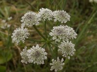 Oenanthe globulosa 2, Saxifraga-Willem van Kruijsbergen