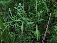 Oenanthe lachenalii 10, Zilt torkruid, Saxifraga-Rutger Barendse