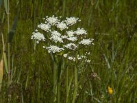 Oenanthe lachenalii 12, Zilt torkruid, Saxifraga-Jan van der Straaten