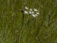 Oenanthe lachenalii 13, Zilt torkruid, Saxifraga-Jan van der Straaten