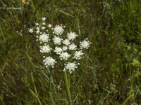 Oenanthe lachenalii 14, Zilt torkruid, Saxifraga-Jan van der Straaten