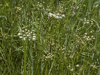 Oenanthe lachenalii 15, Zilt torkruid, Saxifraga-Jan van der Straaten