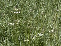 Oenanthe lachenalii 16, Zilt torkruid, Saxifraga-Willem van Kruijsbergen