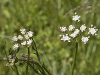 Oenanthe lachenalii 17, Zilt torkruid, Saxifraga-Willem van Kruijsbergen