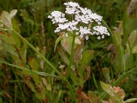 Oenanthe lachenalii 2, Zilt torkruid, Saxifraga-Peter Meininger