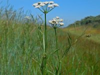 Oenanthe lachenalii 6, Zilt torkruid, Saxifraga-Ed Stikvoort