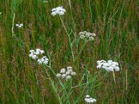 Oenanthe lachenalii 7, Zilt torkruid, Saxifraga-Ed Stikvoort